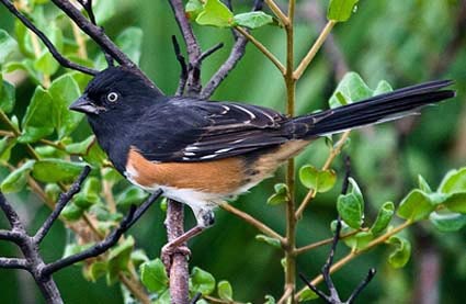 eastern_towhee_6.jpg