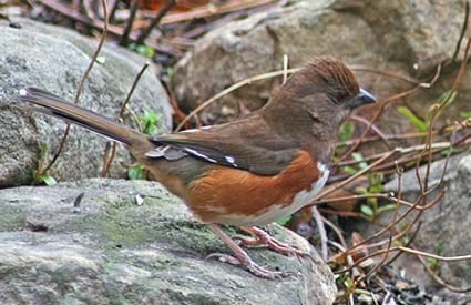 eastern_towhee_7.jpg