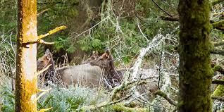 elk on Neahkani mountain_0.jpg