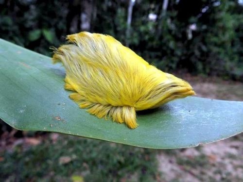 flannel moth caterpillar.jpg