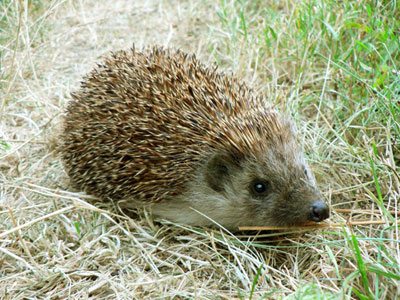 igel.jpg