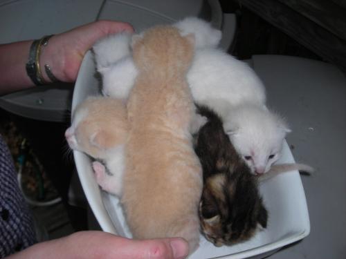 kittens 041.jpg