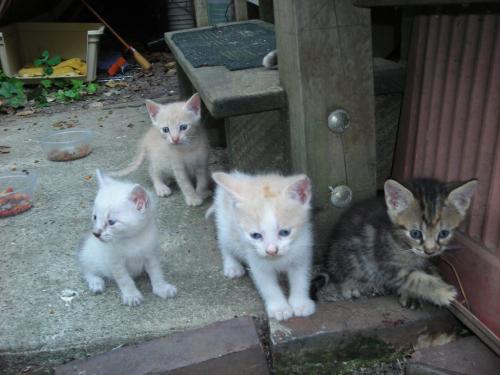 kittens 064.jpg