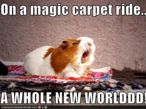 magic-carpet-ride-funny-pictures.jpg