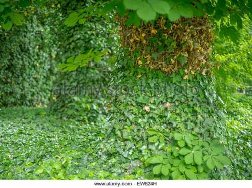old-oak-tree-trunks-covered-with-ivy-hedera-helix-ew824h.jpg