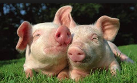 pigs-happy.png