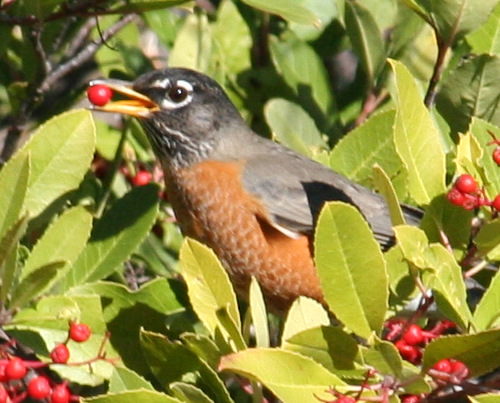 Robin eating Toyon berry