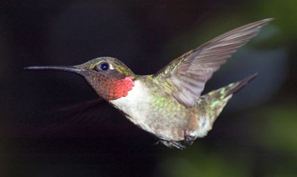 ruby_throated_hummingbird_4.jpg