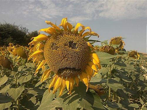 sad sunflower.jpg