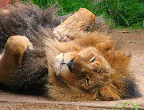 sleeping lion[1].jpg