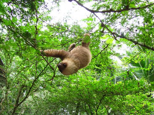 sloth_climbing_jaguar_rescue_center[1].jpg