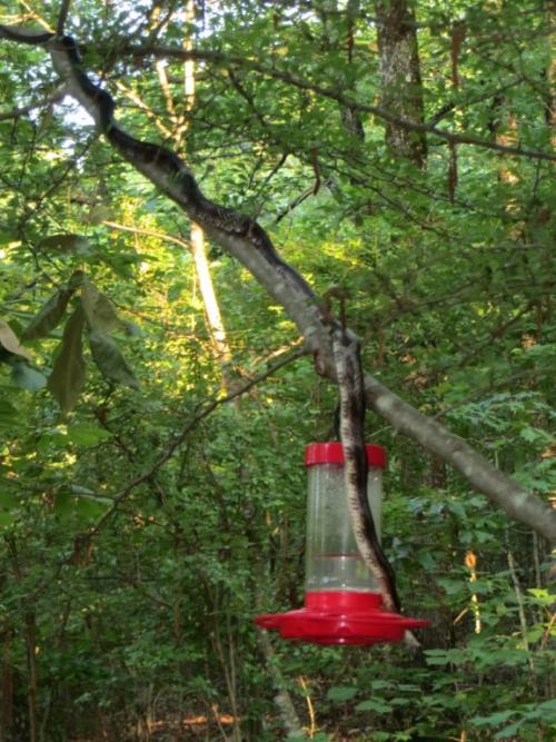 snake and feeder.jpg