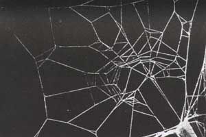 spider-web-on-caffeine.jpg
