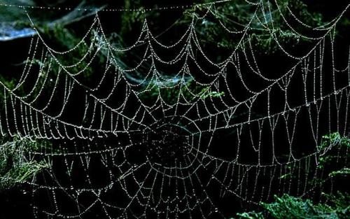 spiders-in-drugs-web.jpg