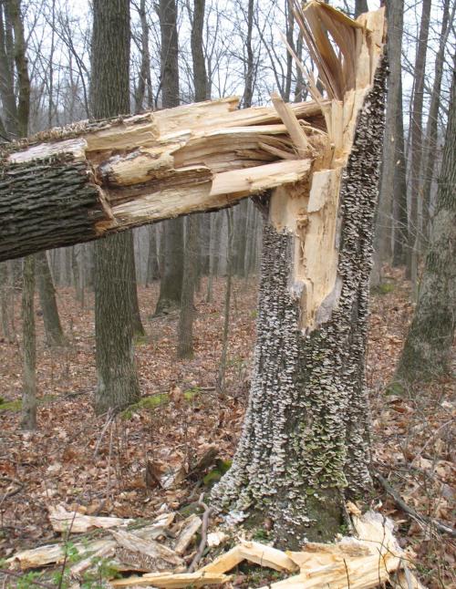 tree_down_stump.jpg