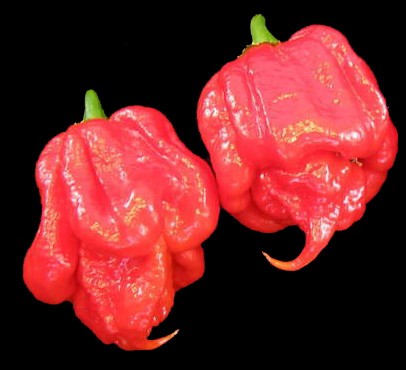 trinidad_scorpion.jpg