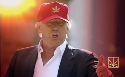 trump weed.jpg