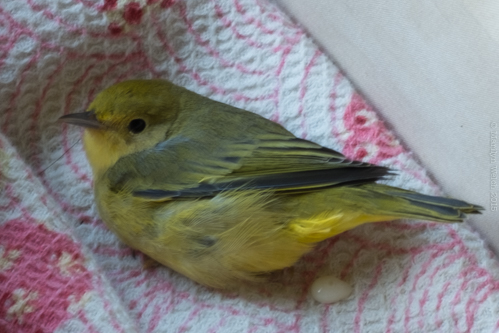 yellowbird-001.jpg