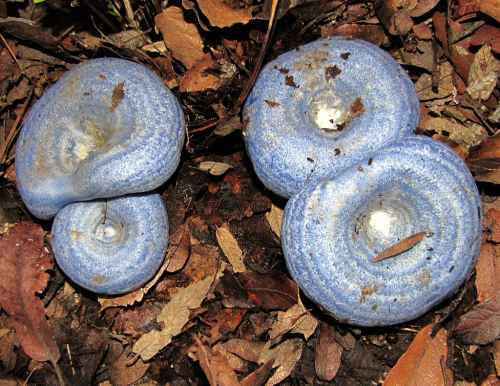 1024px-Lactarius_indigo_54015.jpg