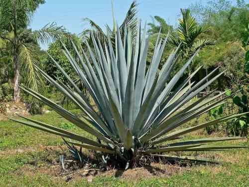 1280px-Agave_tequilana_1.jpg