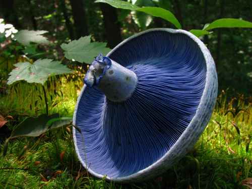 1280px-Lactarius_indigo_48568_edit.jpg