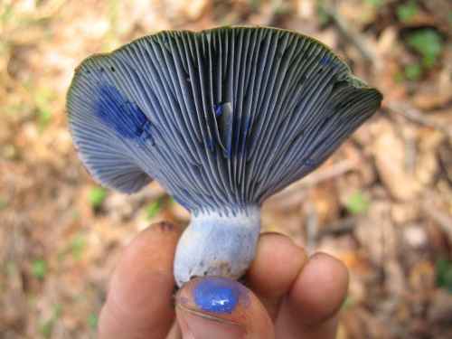 1280px-Lactarius_indigo_7283.jpg