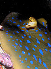 180px-Blue_spotted_ray_komodo.jpg