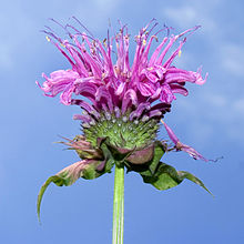 220px-Monarda_didyma_00.jpg