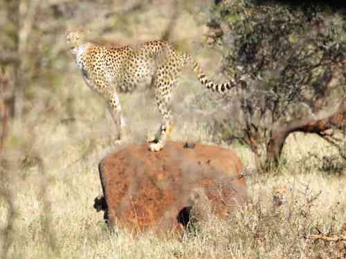 477-800x600 Cubs Cheet Kruger EB.jpg