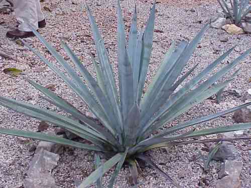 Agave_tequilana0.jpg