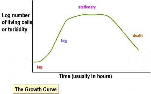 Bacterial-growh-Curve.jpg