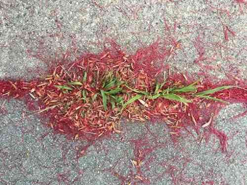 Bottle Brush leaves and grass.jpg