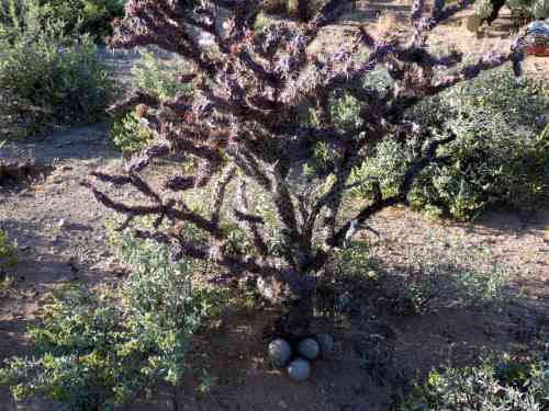 Buckhorn Cholla with Saguaro Babies.jpg