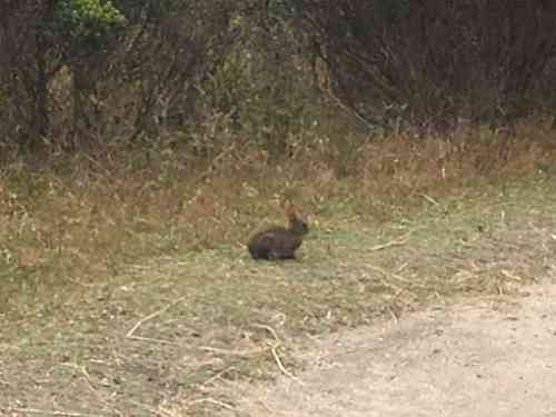 Bunny at wilder.jpg