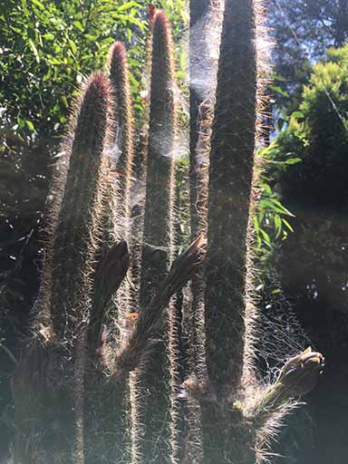 Cactus and copwebs.jpg
