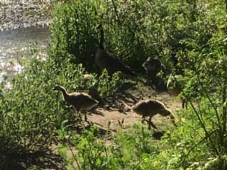 Canadian Geese family.jpg
