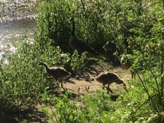 Canadian Geese family_0.jpg