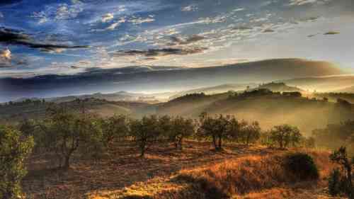 Chianti hills at dawn, Florence hills and wine tours. Vineyards and olive trees near Florence_0.jpg