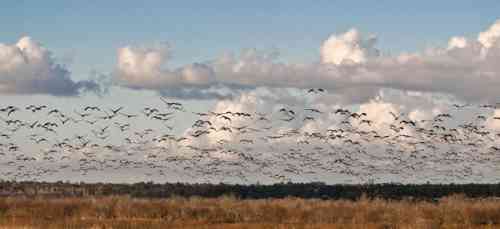 Flock-of-Cranes-Take-Flight.jpg