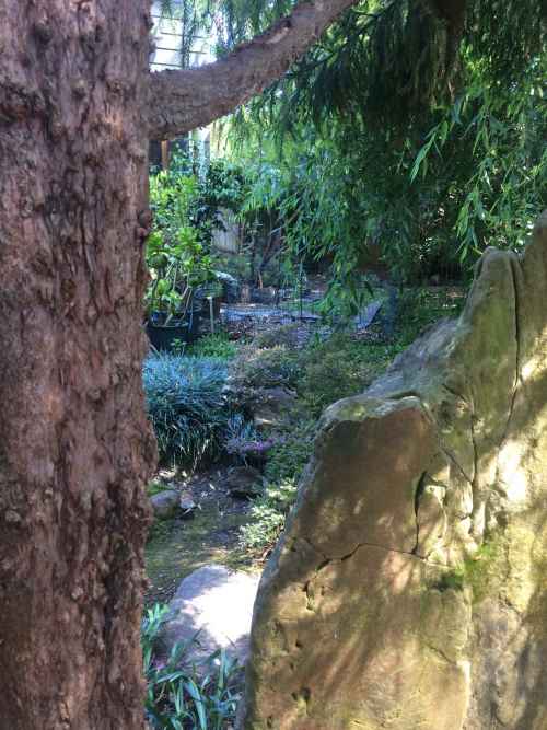 Garden between a rock and a tree.jpg