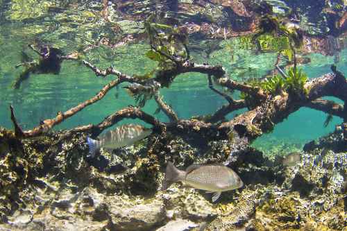 Intertidal-Mangroves.jpg
