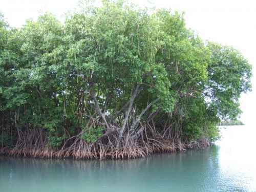 Mangroves_in_Puerto_Rico.jpg