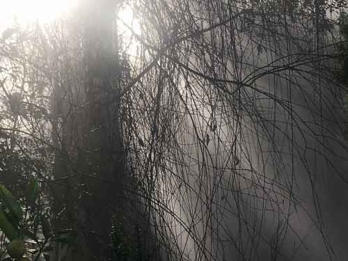 Morning Fog Through Branches.jpg