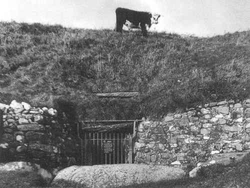 Newgrange-cow.jpg