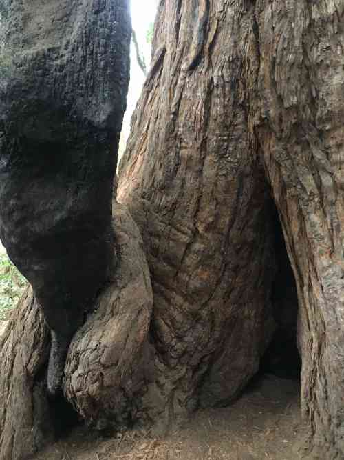 Old Groth Redwood Trunk.jpg