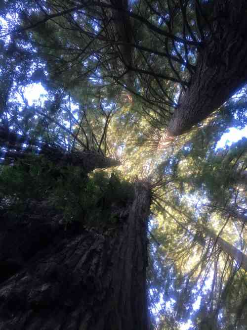 Old Growth Redwood and Friends 2.jpg