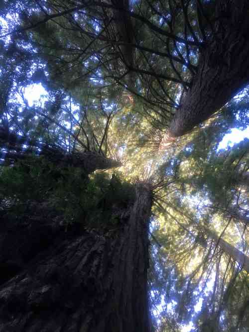 Old Growth Redwood and Friends 2_0.jpg