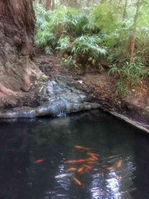 Pogonip Coy Pond w tree.jpg