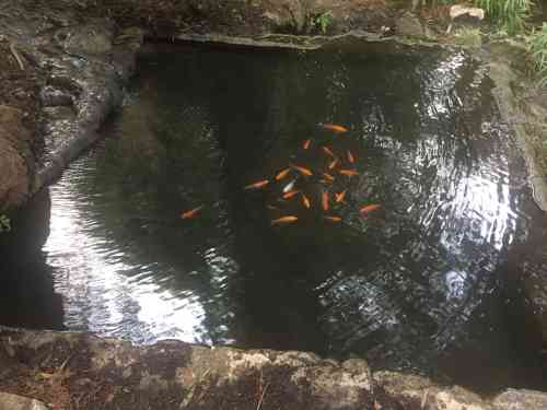 Pogonip Coy Pond.jpg