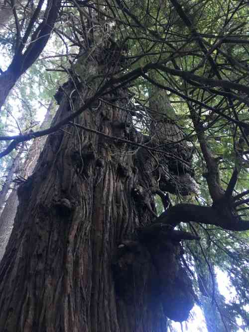 Pogonip Old Groth Redwood.jpg